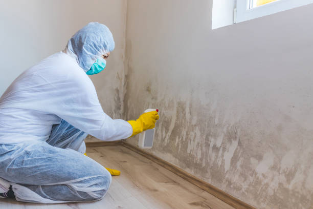 Licensed Attic Mold Removal service in Henrico, NC - WQB Mold Removal