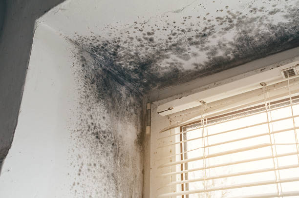 Affordable Attic Mold Removal solutions in Henrico, NC